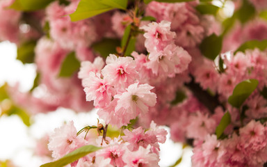 Sakura flowers blooming.