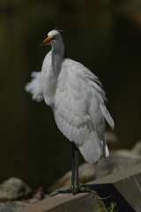 Great White Egret preening feathers in California