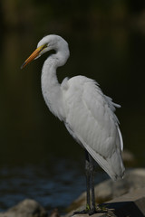 Great White Egret resting on edge of pond