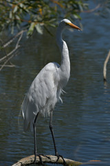 Great White Egret resting on branch in pond