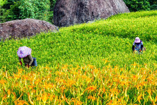 Farmer picking daylily flowers in Mountain