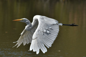 Great White Egret flying by with beautiful wings spread wide