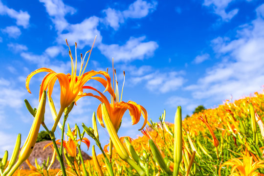 Fototapeta Sea of daylily flowers in Mountain 