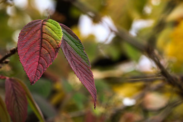 Leaves