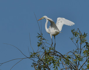 Great Egret on top of green bush in Central California
