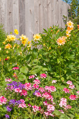 Fototapeta na wymiar Flowers on a background of wooden fence