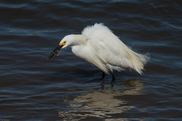 Snowy Egret catching fish in pond