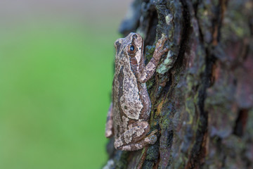 Frog climbing a tree