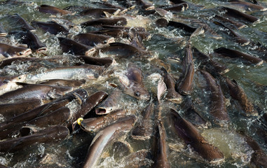catfish in the river, Thailand