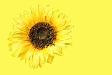 Sunflower on yellow background.