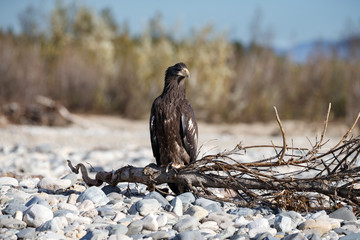 Steller's sea eagle