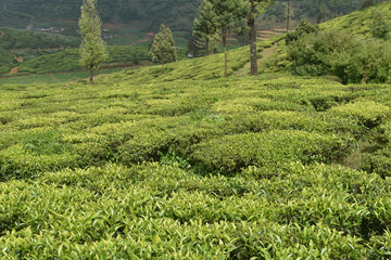 Fototapeta na wymiar Tea Gardens in India