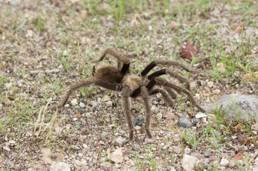 Desert Tarantula (Aphonopelma chalcodes) shown near Death Valley in California.