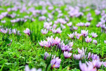 Beautiful fields of violet crocuses