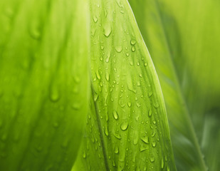 Fototapeta premium Green leaf with water droplets,Closeup.