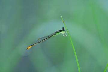 dragonfly in the forest
