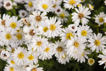 White flowers daisy bush.