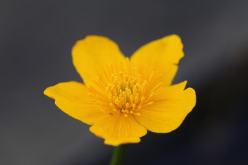 Haute-Savoie flower or vegetal ...