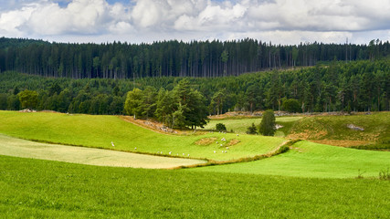 Sheep eating grass in the mountains, Norway
