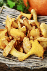 Cantharellus cibarius, commonly known as the chanterelle, golden