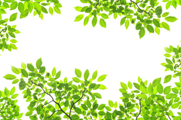 green leaves frame on white background