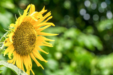 Fototapeta premium Sunflower with blurry background.