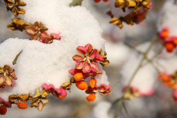 Pfaffenhütchen im Winter