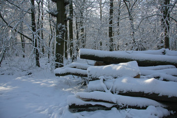 Fototapeta na wymiar Baumstämme im Winterwald