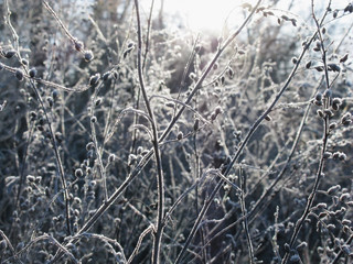 Frozen plants in winter