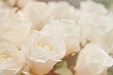 white rose in soft and blur filter for background.
