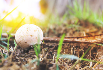 Mushroom on the floor in autumnal forest. over sunlight and warm tone