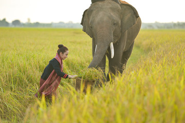 Beautiful Thai local woman working happy wiht elephant,thailand
