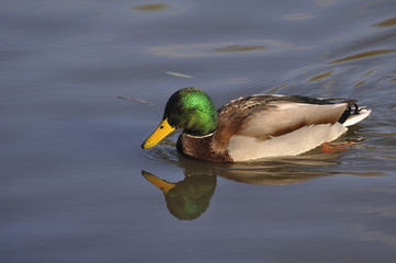 Утки на пруду в солнечную погоду 
