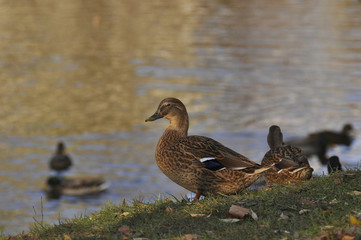 Утки на пруду в солнечную погоду 