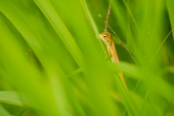 Young agama lizard sit on the small plant stem.