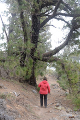 Am Pico de la Nieve, La Palma