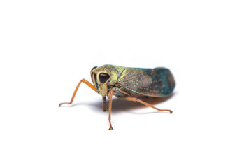 Leafhopper on the white background.
