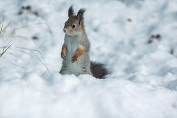 squirrel on snow