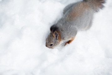 squirrel on snow