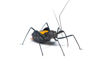 Genus sycanus bug