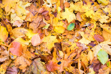 Background from colorful fallen beech and maple leaves
