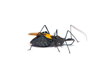 Genus sycanus bug