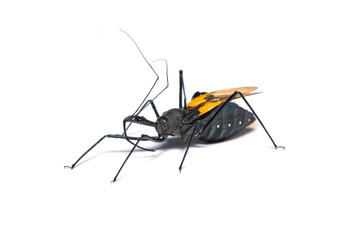 Genus sycanus bug
