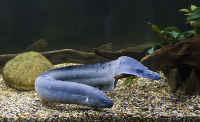 Американский чешуйтачник  (south american lungfish) © galina_savina