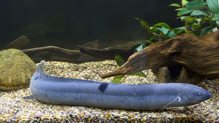 Американский чешуйтачник  (south american lungfish)