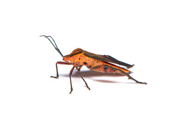 Leaf-footed bug on the white background.