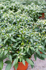 green chilli in cameron highland, malaysia