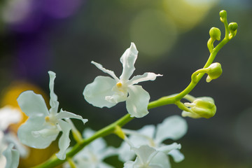 White vanda