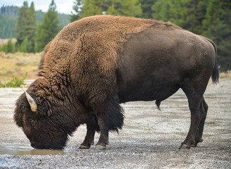 Wild Bison