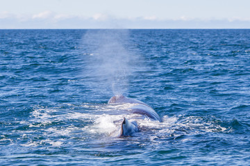 Blowout of a large Sperm Whale near Iceland